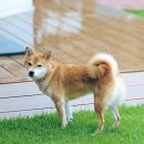 넓은마당 | 경남 창녕 애견펜션 넓은 천연잔디마당 독독채 후기