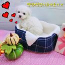 멍멍이와 야옹이 | 평택강아지 &#34;멍멍이와 야옹이&#34; 다녀온 후기^^