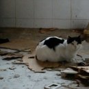 꿈꾸는 고양이 이미지