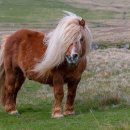 요나목장 이미지