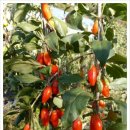 금무리농장 이미지