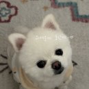 토코메 도산, 스탠다드브레드 도산, 벽돌해피푸드 스타필드 수원점, 정지영커피로스터즈 코코넛 커피)