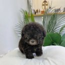 마리켄넬 24시강아지분양 애견분양 애견샵 이미지