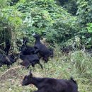 초원염소농장 이미지