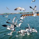 아쿠아좌대낚시터 이미지