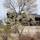 수강재 | [창덕궁 특별관람]봄을 품은 낙선재