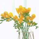 후리지아 이미지