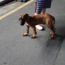 똥강아지 이미지