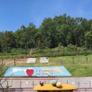 진도개 53카페 이미지