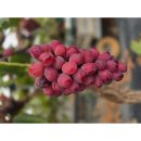 해찬농장 이미지