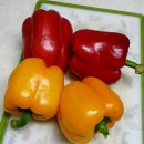 "비타민 C의 공급원 파프리카" [6월 제철 창원농산물 파프리카 요리교육 후기 입니동!]