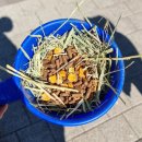 서정목장 | 거제 아이랑 갈만한곳 숲소리공원 모노레일 양떼목장 놀이터 정보