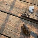거제 학산바다해상펜션 추천 통영 근처 거제도 해상콘도 후기