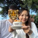 썬목장 | 청주 다래목장 핑크뮬리 황화코스모스 볼 수 있는 카페