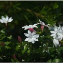 [WORLD VIEW] 은밀한 럭셔리 인도네시아(Indonesia) 숨바(Sumba Island) 이미지