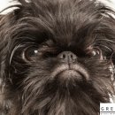 왕실동물병원 이미지