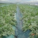 복골농장 이미지