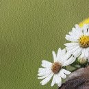 꽃 향기