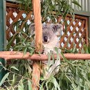 블루마운틴 | 호주 시드니 여행 블루마운틴 투어 후기 할인 정보