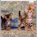 부산강아지분양 알프펫 이미지