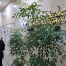 보타닉 당구장 | 강서구 볼링장, 마곡 파크 볼링장 후기