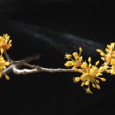 즐거운 유화 이미지