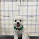 탱스땡스 이미지