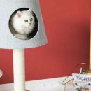 감선호취 이미지