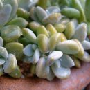 주)골드미인 이미지