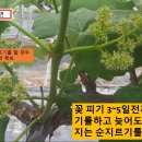 포도나무 순따기부터 순지르기(적심), 곁가지(덧가지,부초)정리, 송이다듬기, 알솎기, 봉지씌우기, 포도수확까지 이미지