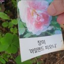 피오니 이미지