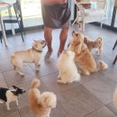 마닐마닐 수제간식 | 김포 강아지 생일 케이크는 애견 수제간식 전문점 마닐마닐 후기를 꼭 확인하세요🩵