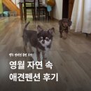 한반도펜션 | 영월 애견펜션 사람과자연애견펜션 내돈내산 후기｜반려견과 자연 속에서 쉬기 좋았던 영월 여행