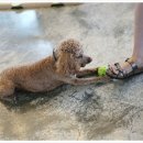 도그파우 이미지