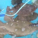 어물동마애여래좌상 이미지