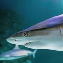 아쿠아리움 이미지