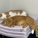 닥터코기동물병원 이미지