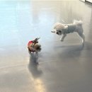 멍스쿨 전주애견유치원 애견호텔 이미지