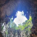 반딧불 프리미엄 이미지