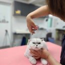 캣데이 | 훤칠한고양이,20년차 고양이미용 경력 임온실원장님과 함께한 원데이클래스후기,프린세스캣,다녀온이야기