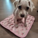 까까달래 이미지