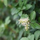 수호초 Pachysandra terminalis Siebold &amp; Zucc. 종 이미지