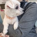 차차바스 네이버블로그