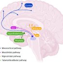 강박행동 유형은 아이의 인지단계를 반영합니다 이미지