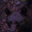 행복동물약국 이미지