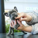 불독하우스 이미지