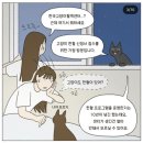 한국고양이혈액센터 이미지