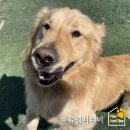 댕댕나라