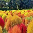 억새풀농장 이미지