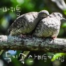 순아 이미지
